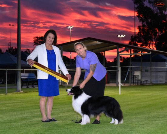 DOGS - 2026